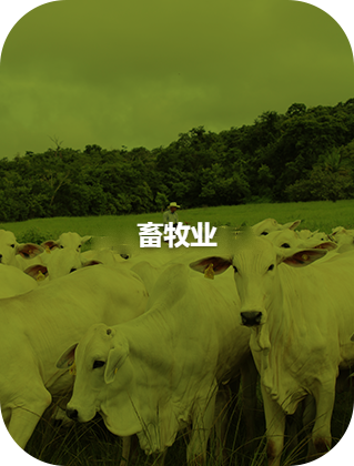 畜牧业