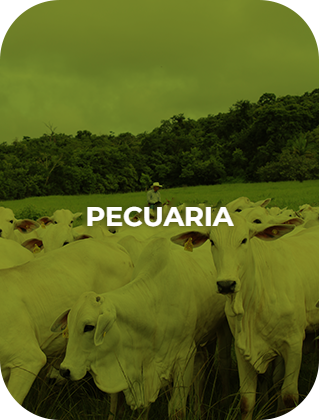 PECUARIA-ES